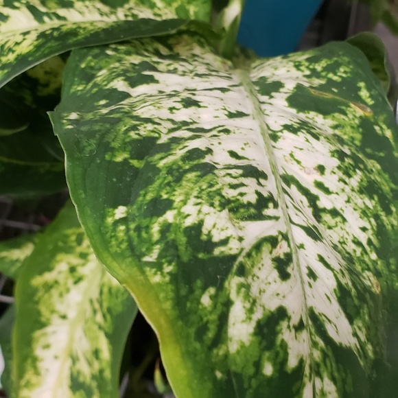 Meet your Posher, Leona - Picture 1 of 1